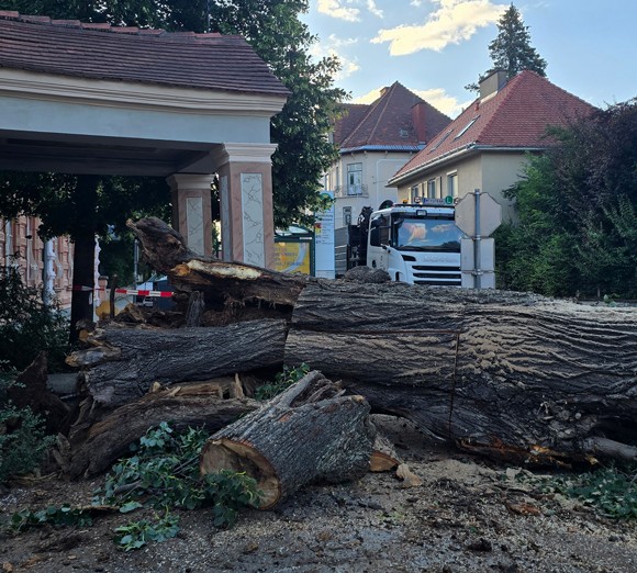 Baumbruch in den Nachtstunden des 24.07.26